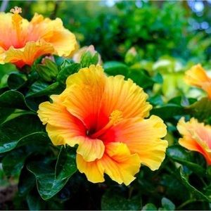 Meet your Posher, Manh